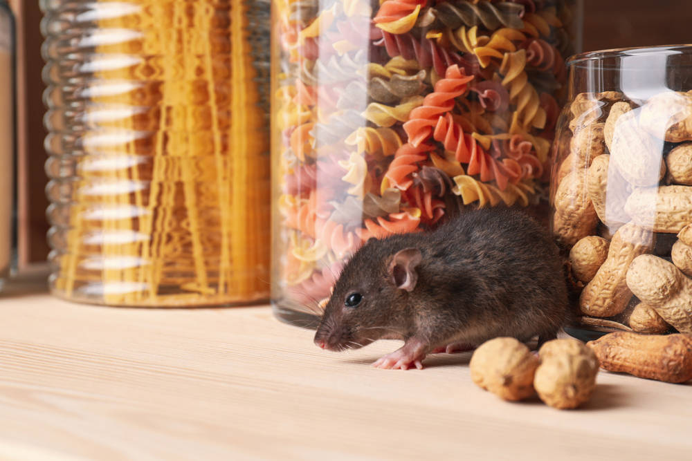 Las ratas: efectos en nuestra salud